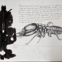 Bug9