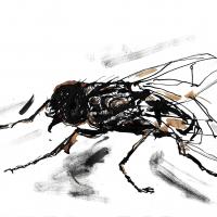Fly1 1