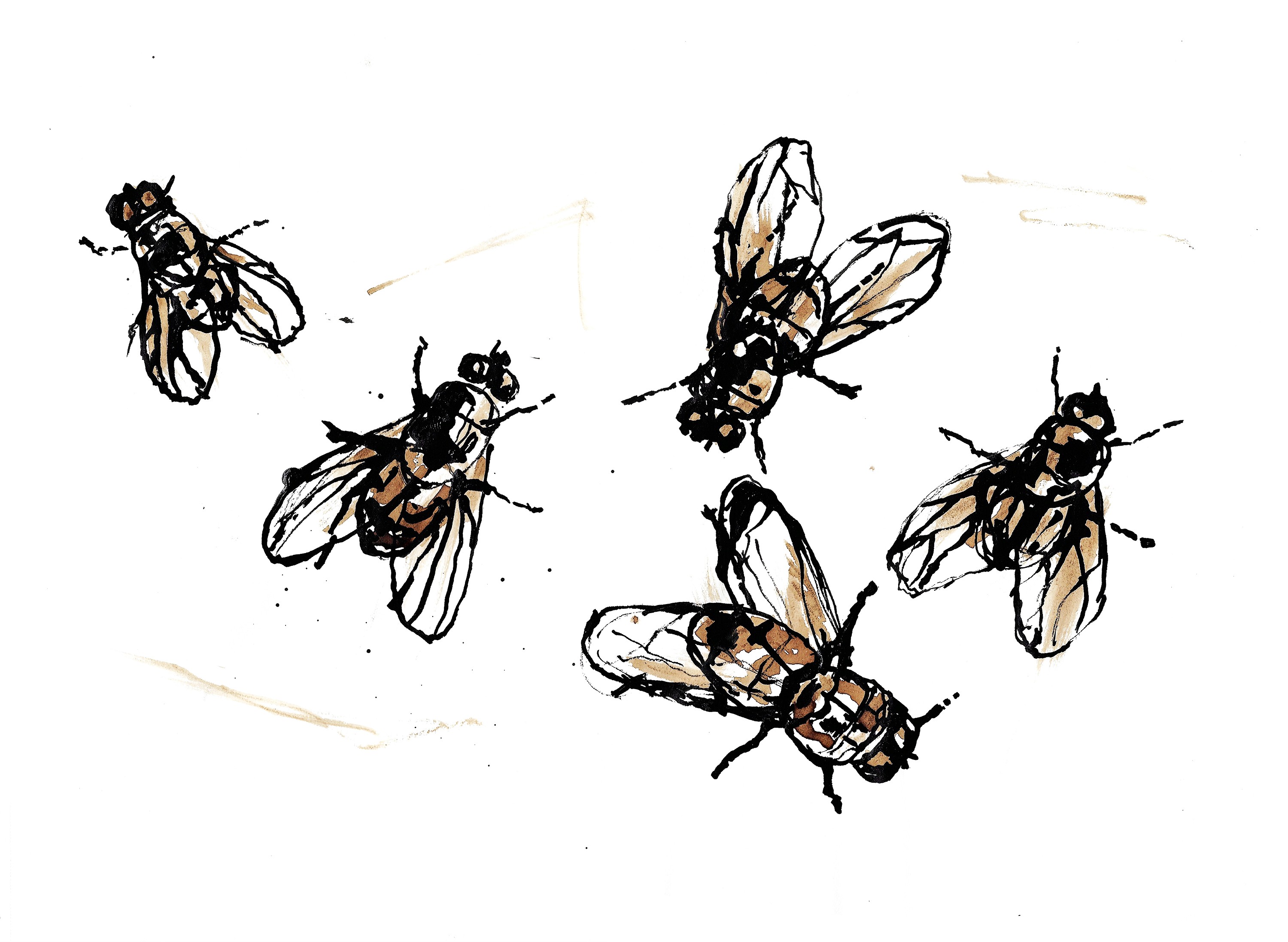 Fly10
