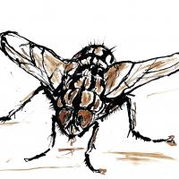 Fly11