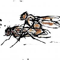 Fly13
