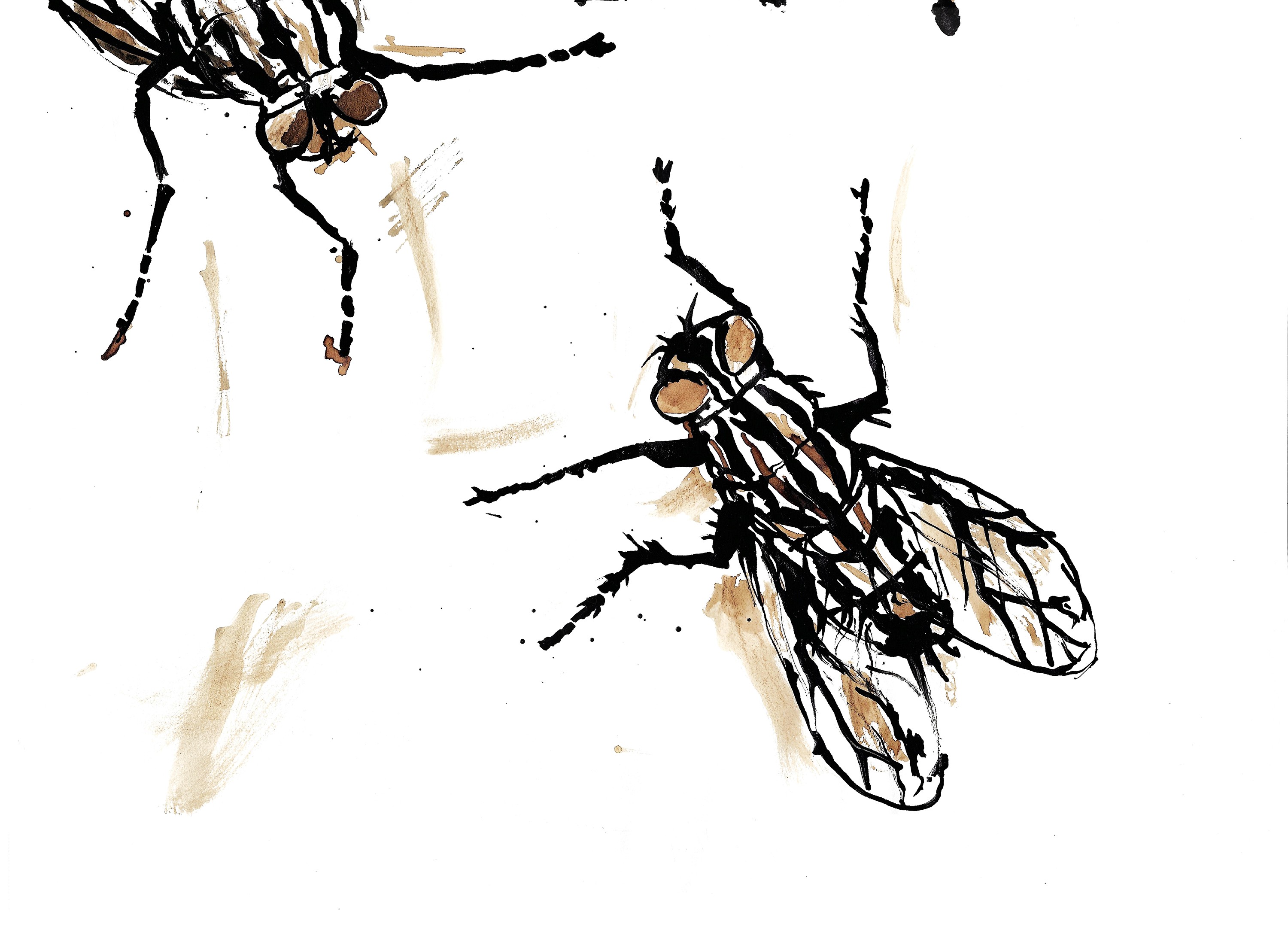 Fly15