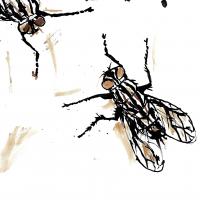 Fly15