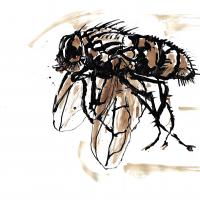 Fly16