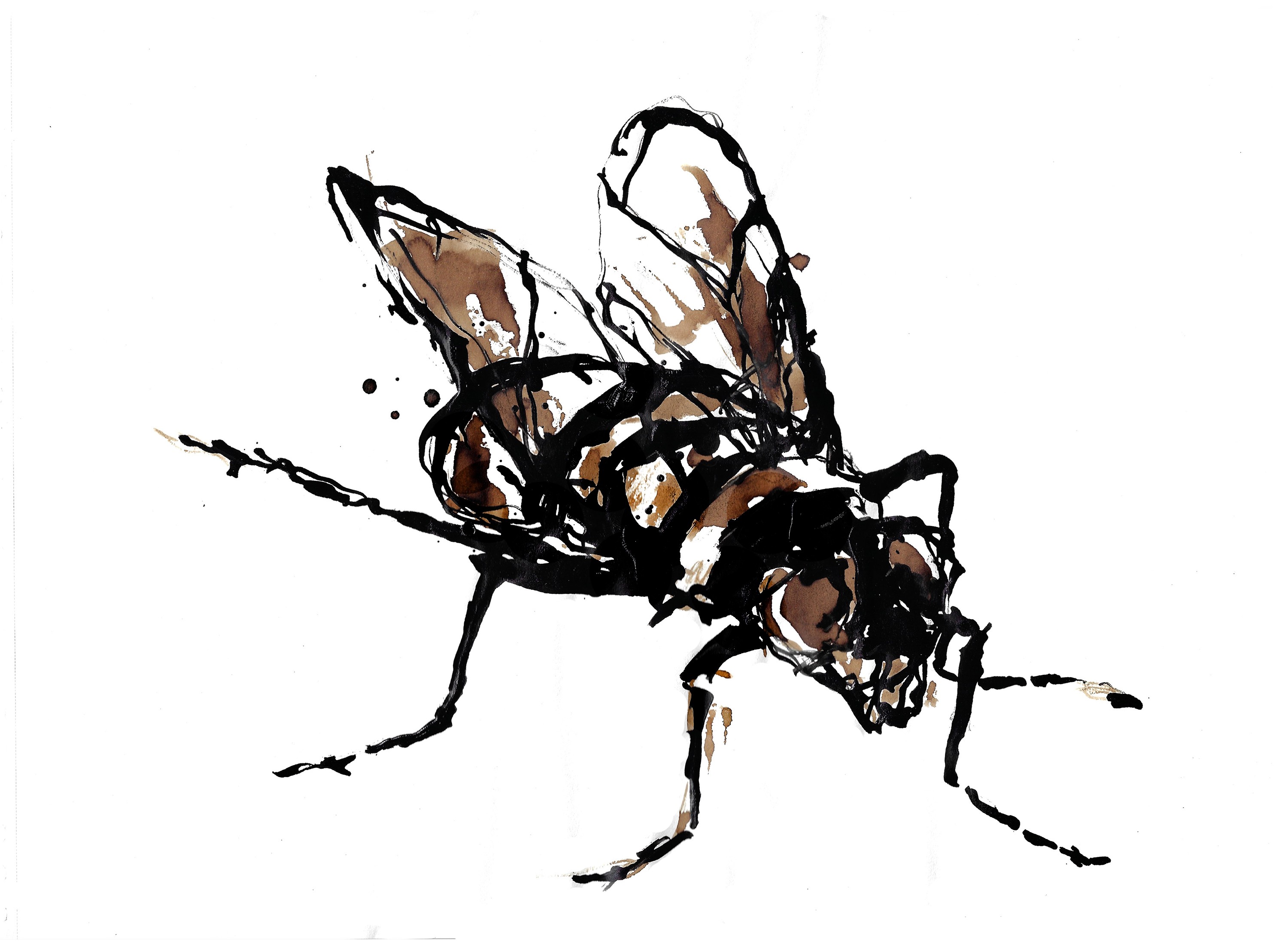 Fly18