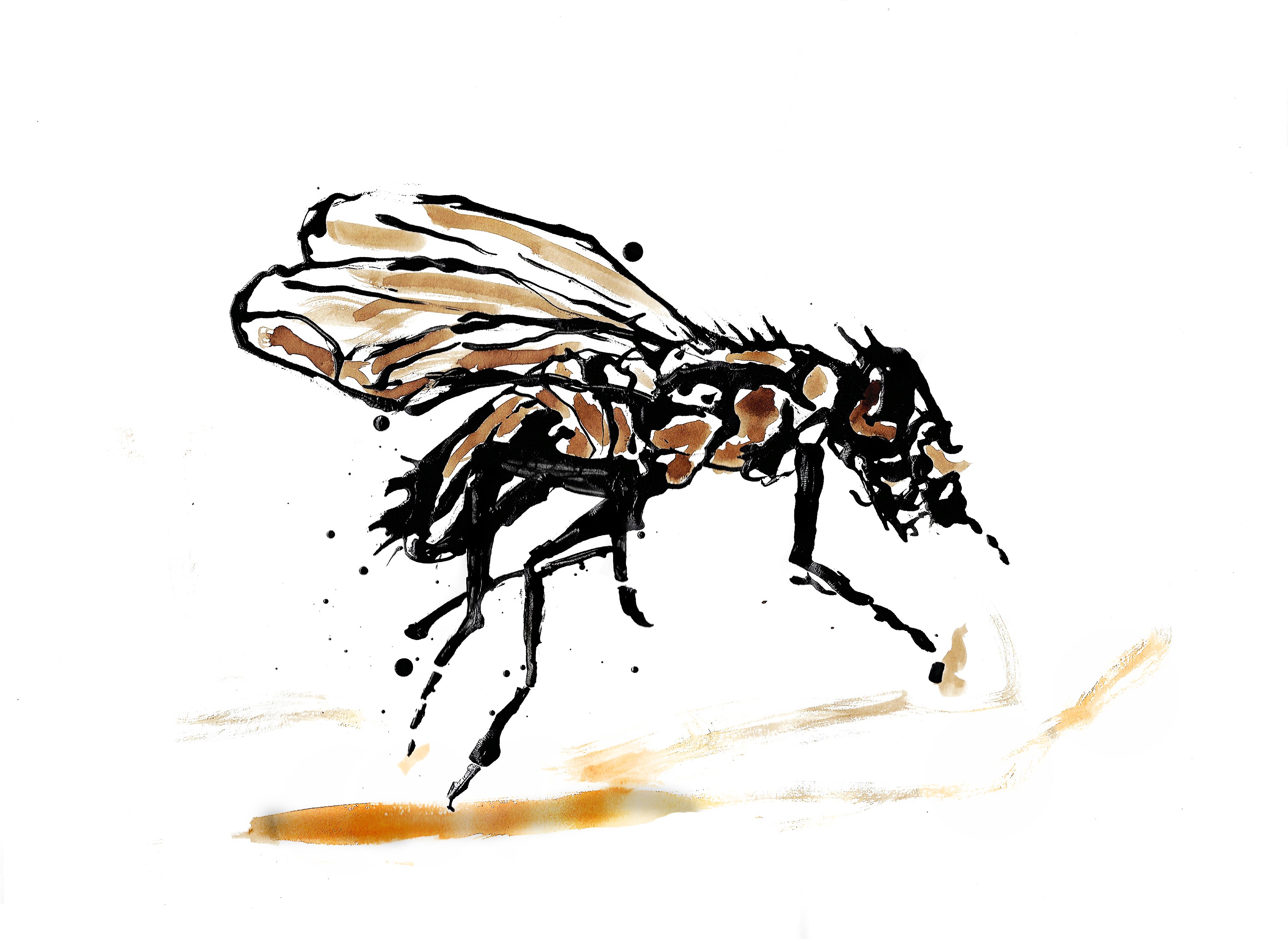 Fly23