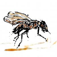 Fly23