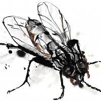 Fly3 1