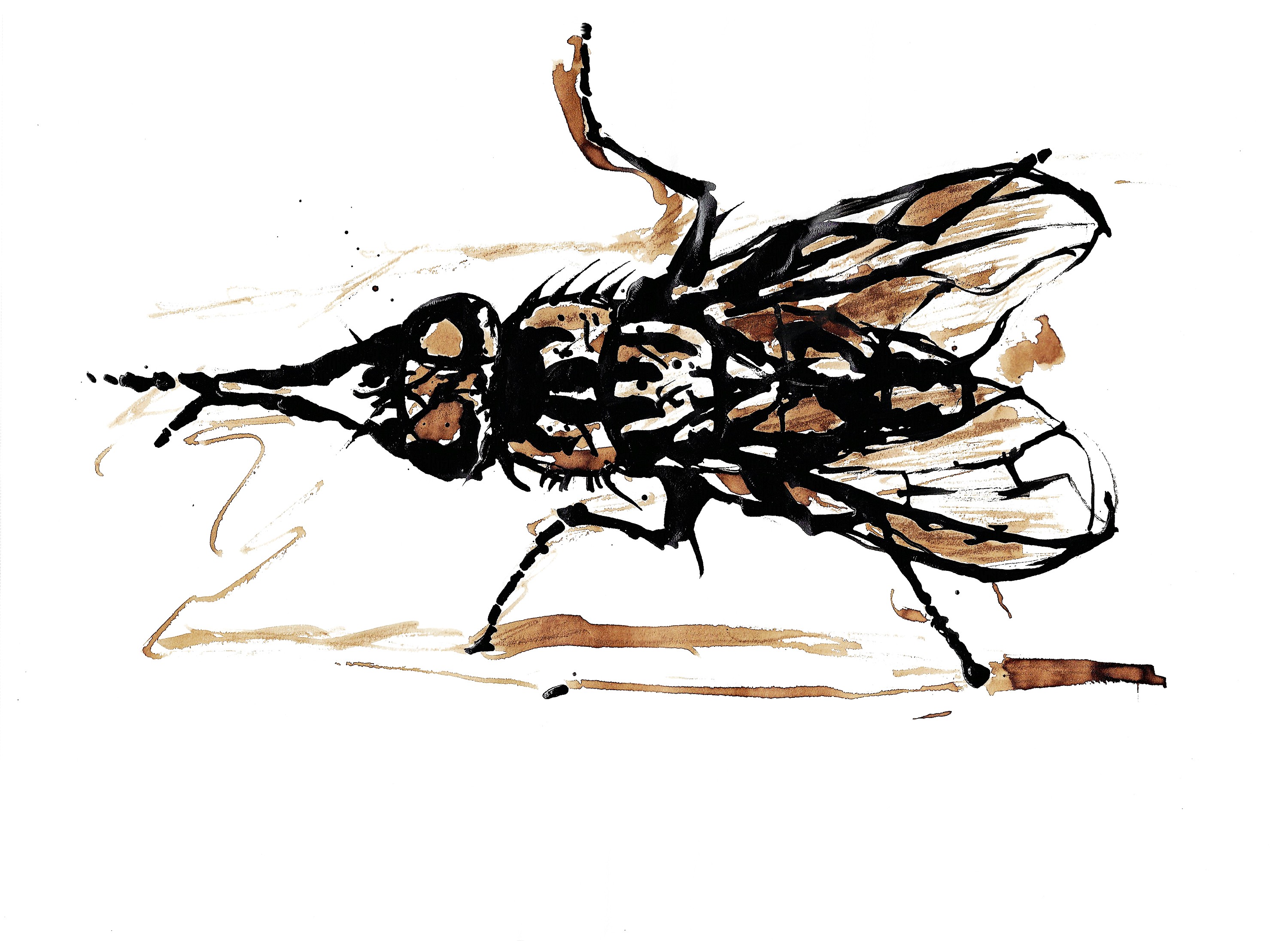 Fly34