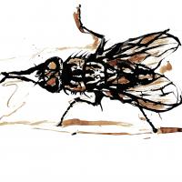 Fly34