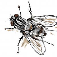 Fly5 1