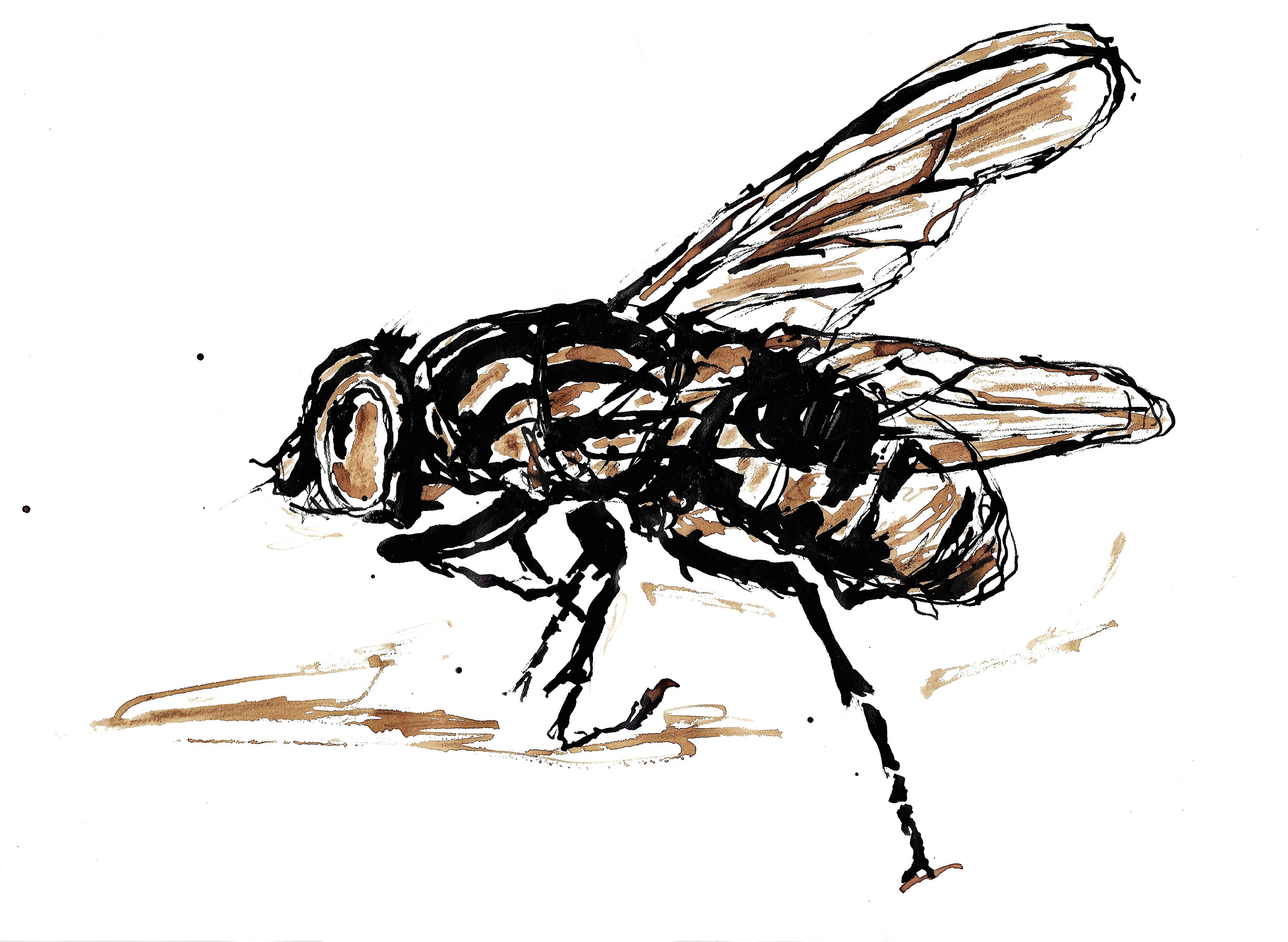 Fly6 1