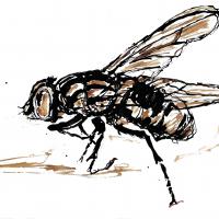 Fly6 1