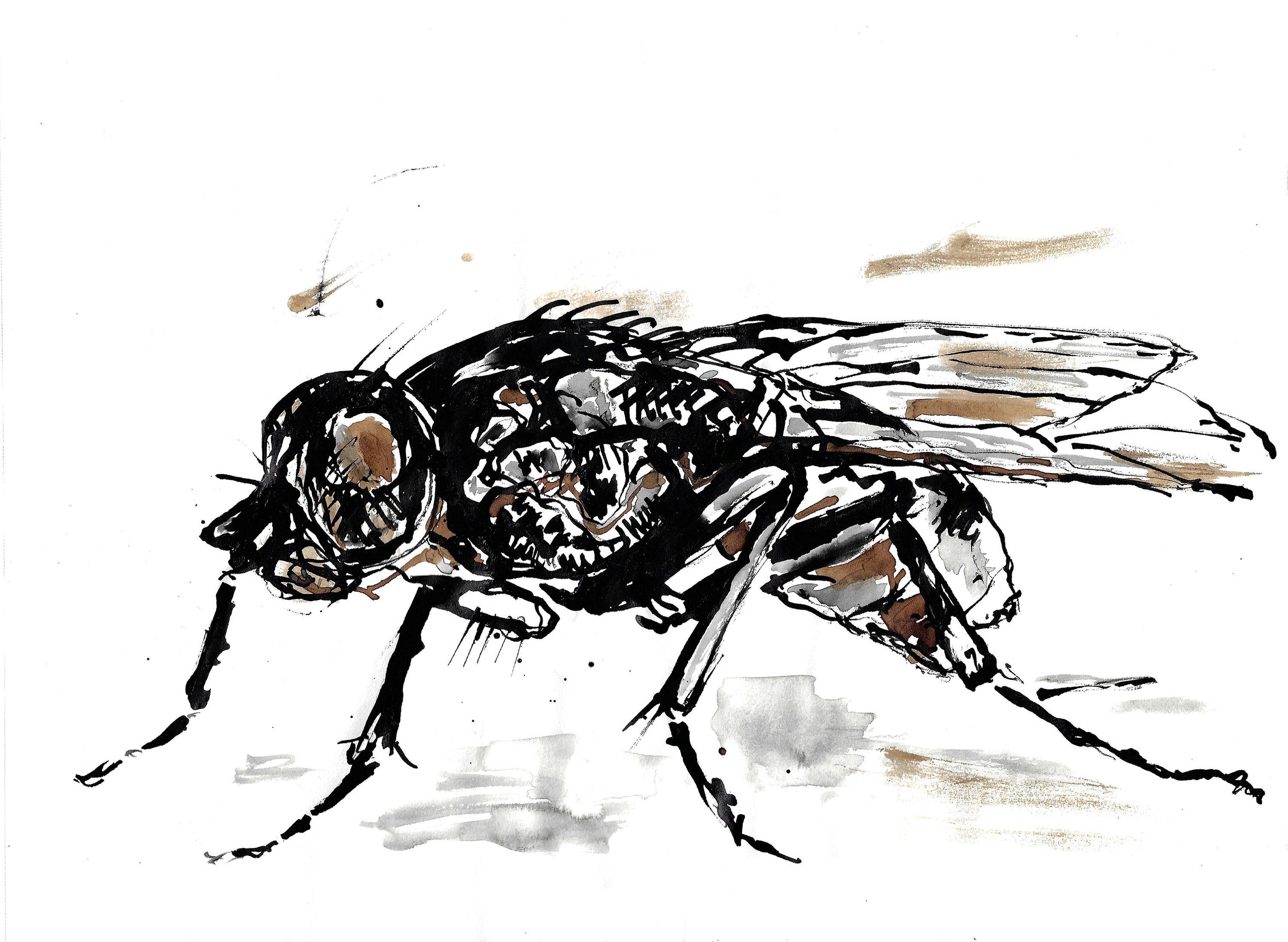 Fly7 1