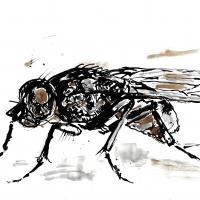 Fly7 1