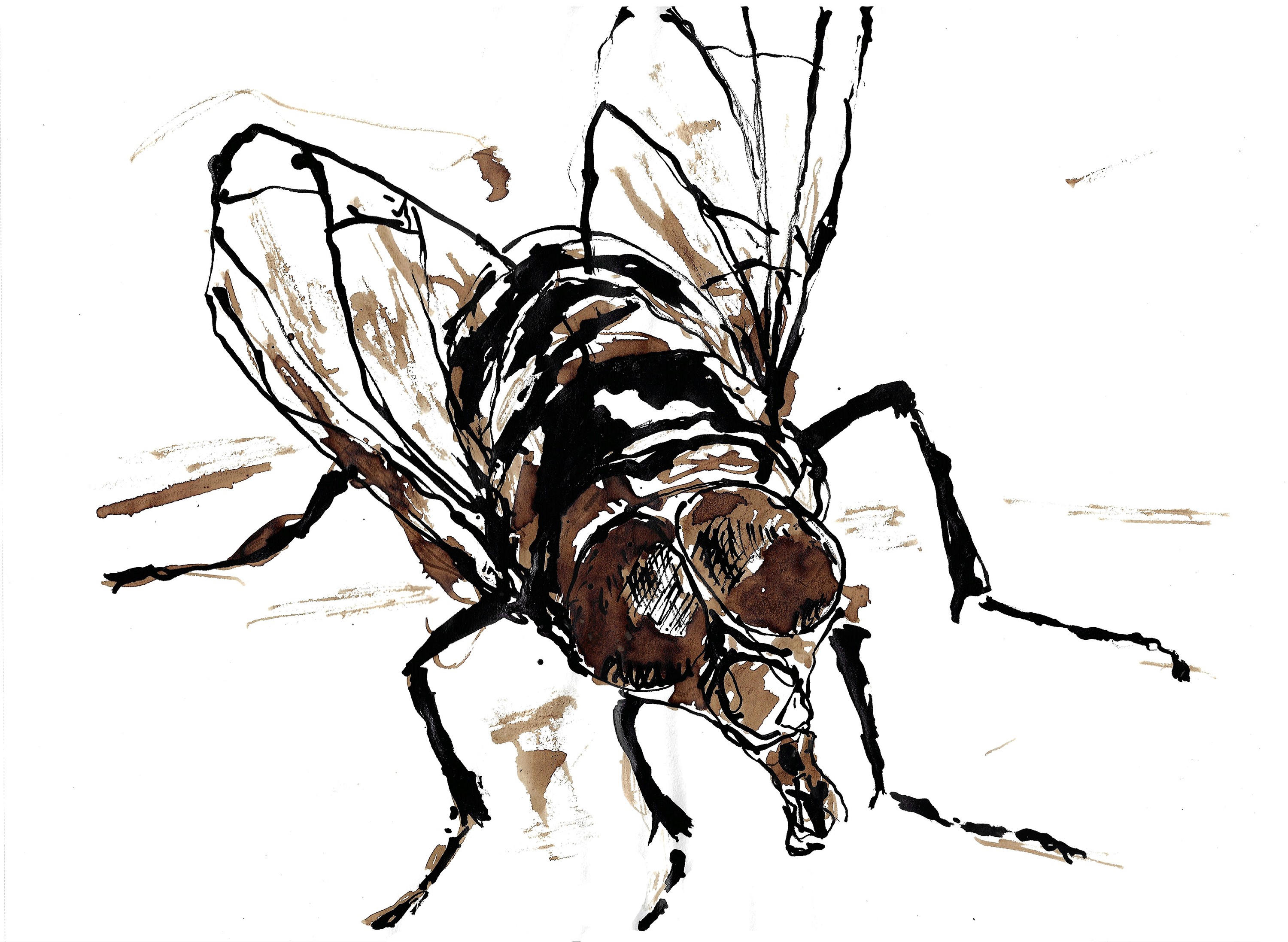 Fly8 1