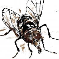 Fly8 1
