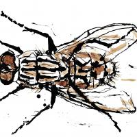 Fly9