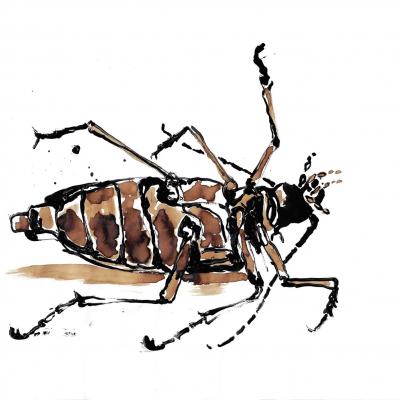 Cockroach#2 (32x24)